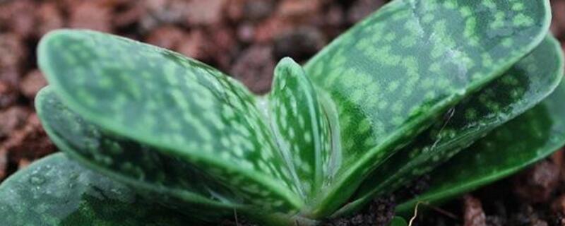 子宝多肉怎么养（子宝多肉怎么养端午节怎样放假）