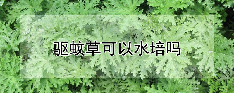 驱蚊草可以水培吗 驱蚊草水培好还是土培好