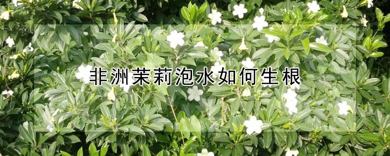 非洲茉莉泡水如何生根（非洲茉莉怎么泡出根）