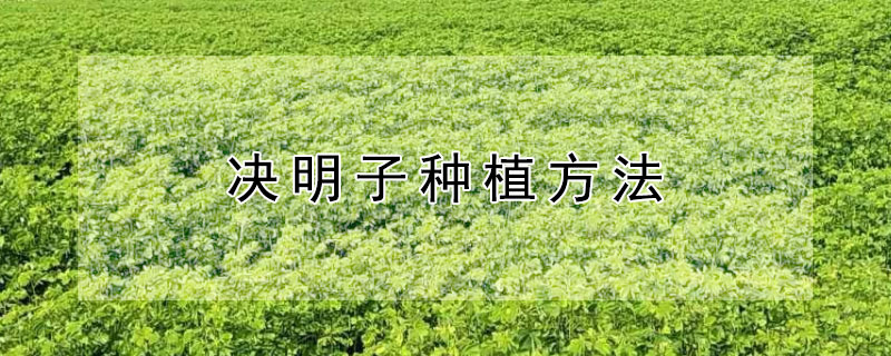 决明子种植方法 决明子种植方法视频