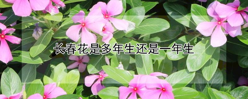 长春花是多年生还是一年生（长春花是一年生还是多年生）