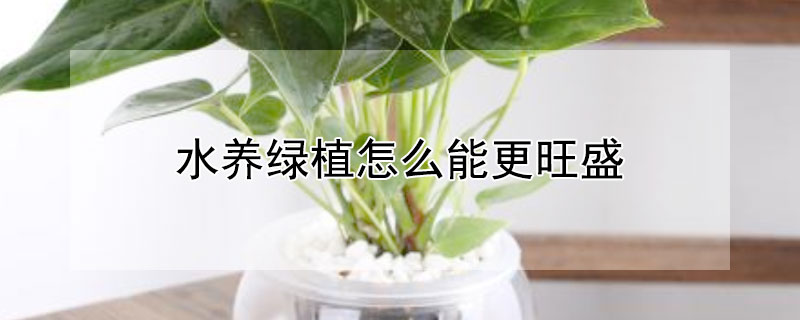 水养绿植怎么能更旺盛 水养怎么养才能更旺盛