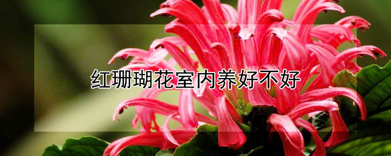 红珊瑚花室内养好不好 珊瑚花好养吗