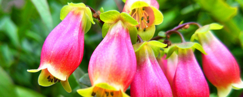 长寿宫灯花怎么过夏天(长寿宫灯夏天怎么养)