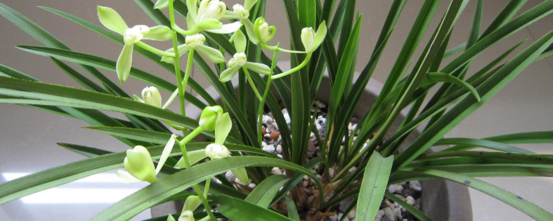 墨兰花苞干了是咋回事（墨兰花苞要干怎样挽救）