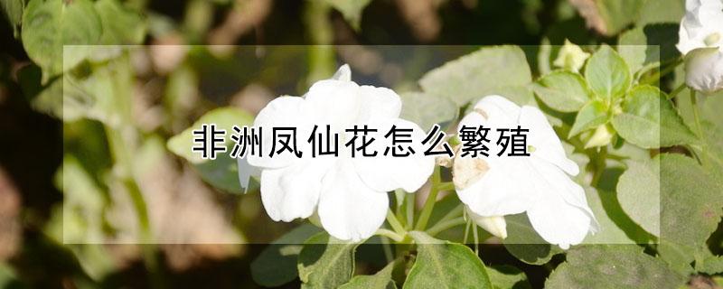 非洲凤仙花怎么繁殖 非洲凤仙花繁殖方法