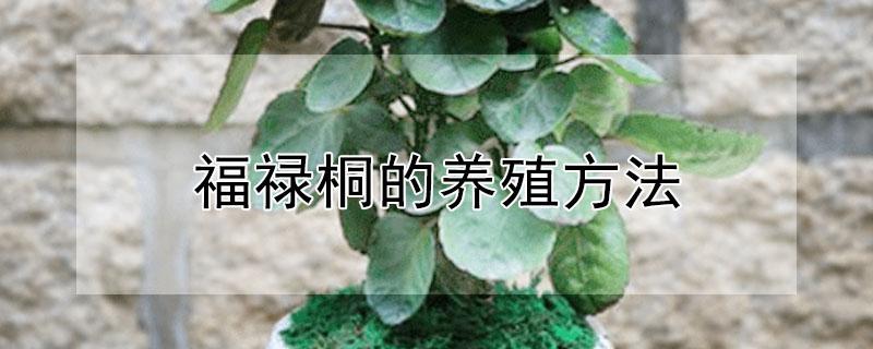 福禄桐的养殖方法 福禄桐的养殖方法和注意事项