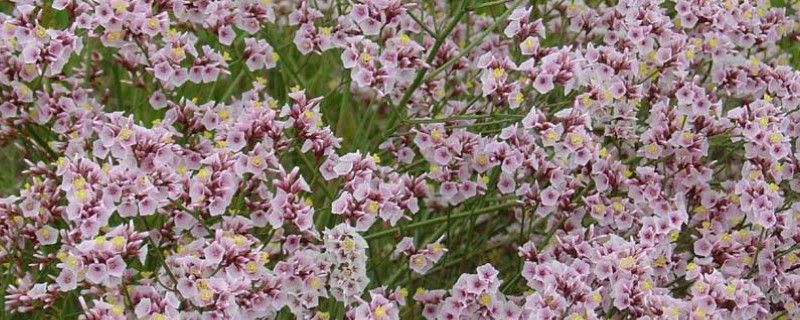 干枝梅的养殖方法 干枝梅的养殖方法和注意事项