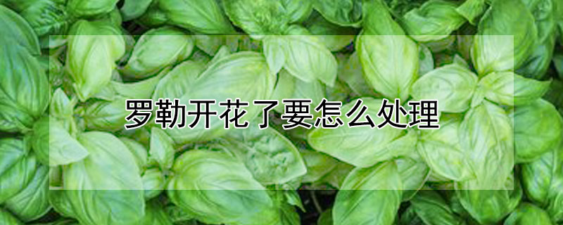 罗勒开花了要怎么处理（罗勒开花吗罗勒花图片）