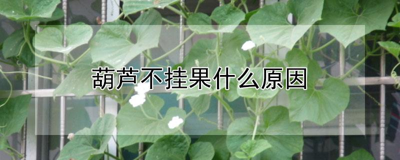 葫芦不挂果什么原因（葫芦不坐果什么原因）