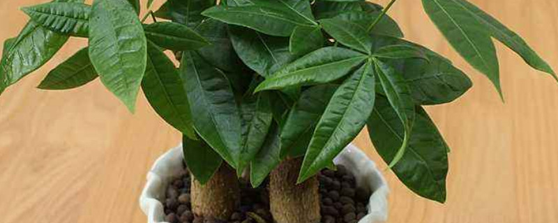 刚移栽的植物要马上浇水吗 刚移栽的植物多久浇一次水