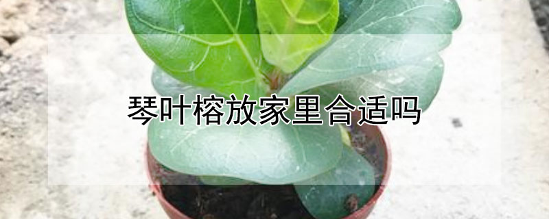 琴叶榕放家里合适吗 琴叶榕放家里好吗