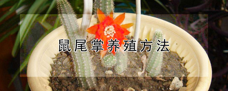 鼠尾掌养殖方法（鼠尾掌嫁接图片大全）