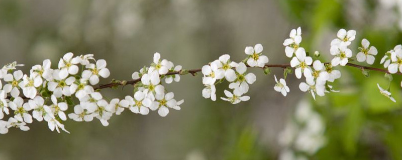 满天星花谢后如何处置（满天星花买回来就花谢了什么原因）