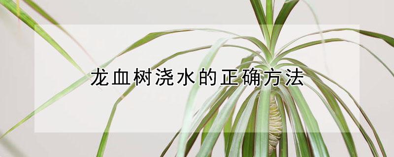 龙血树浇水的正确方法 龙血树怎么浇水和注意事项