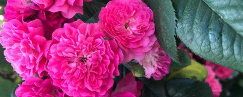 红木香扦插方法 红木香怎样扦插才能成活