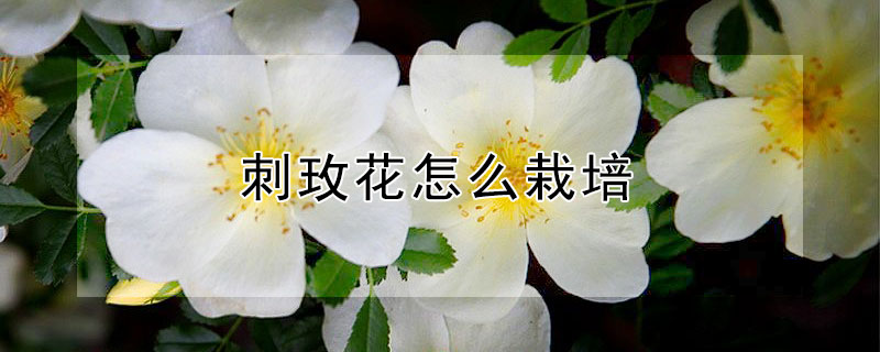 刺玫花怎么栽培 刺玫花怎么栽培东北过冬