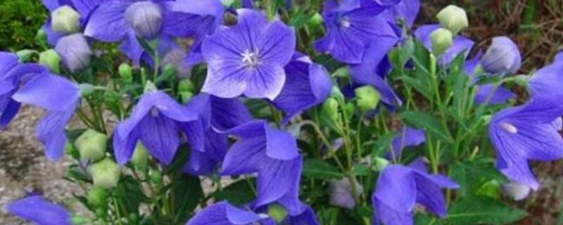 桔梗花如何水培生根 水插桔梗花怎么养