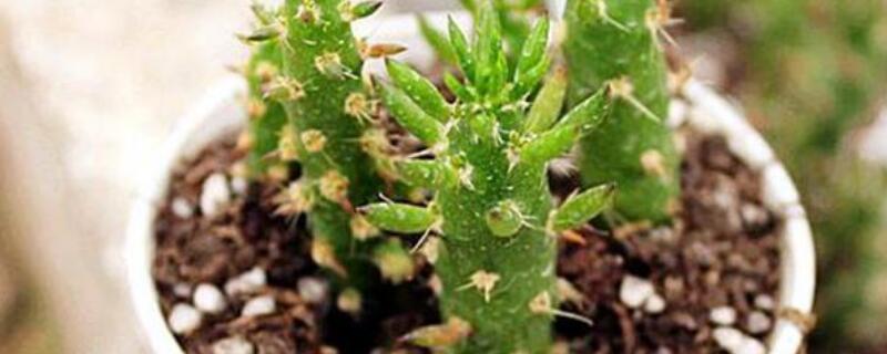 将军柱多肉怎样修剪 多肉将军柱造型