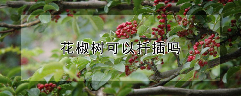 花椒树可以扦插吗 花椒树的扦插种植技术方法