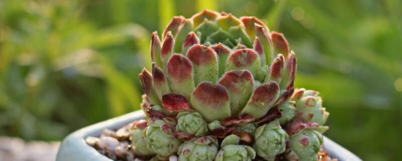 长生草多肉植物怎么养（多肉长生草怎么养殖）