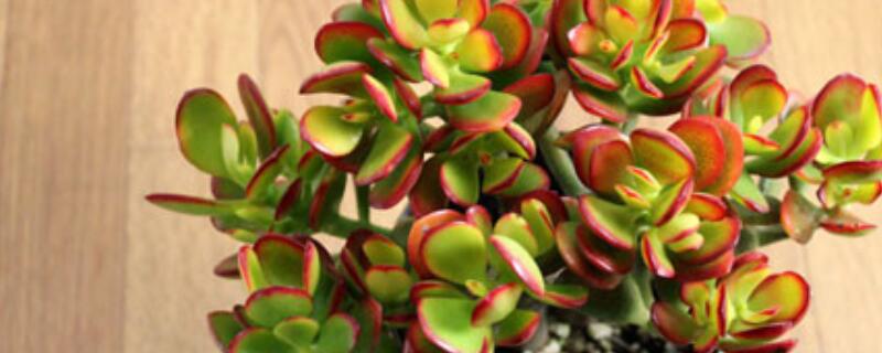 黄金花月如何修剪 黄金花月怎样修剪