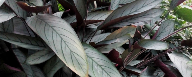 猫眼烂根后怎么处理(猫眼溃疡怎么治疗)