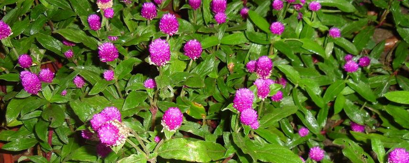 盆栽千日红的养殖方法 百日红盆栽如何种植