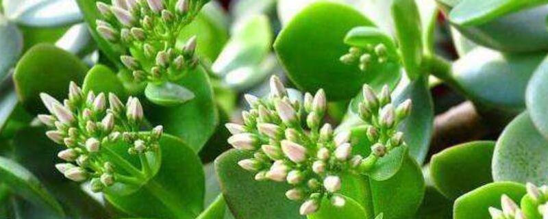 景天树如何修剪（景天树怎么修剪）