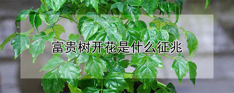 富贵树开花是什么征兆 富贵树会开花怎么回事