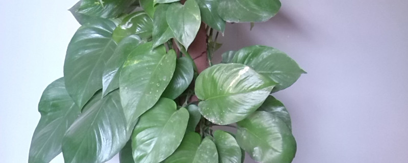 心叶藤养殖方法和修剪 心叶藤怎么扦插