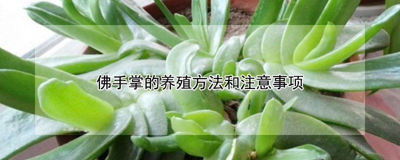 佛手掌的养殖方法和注意事项（佛手的养殖方法和注意事项）