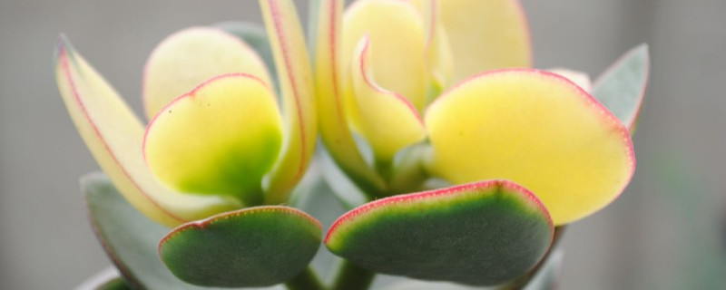 多肉落日之雁怎么养(落日之雁好养吗)