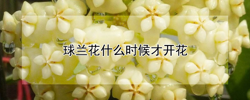 球兰花什么时候才开花 球兰花什么时候开花?