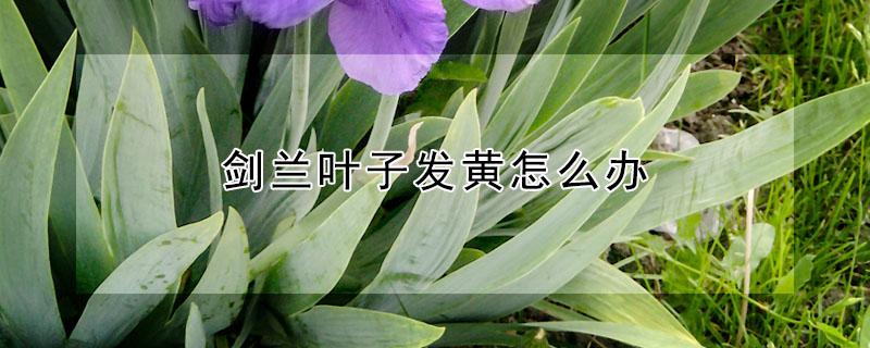 剑兰叶子发黄怎么办 剑兰鲜花叶子发黄怎么拯救