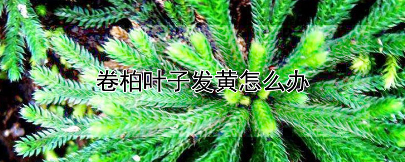 卷柏叶子发黄怎么办（卷柏的叶子变黄变黑）