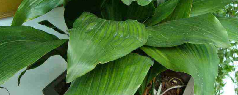 一叶兰换盆注意事项 一叶兰的换盆注意方法