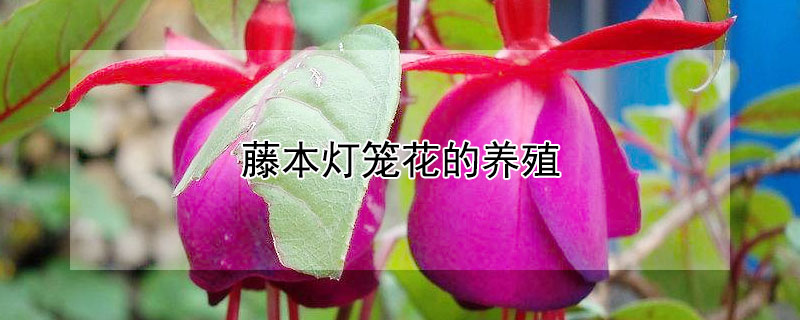 藤本灯笼花的养殖 藤本灯笼花的养殖方法