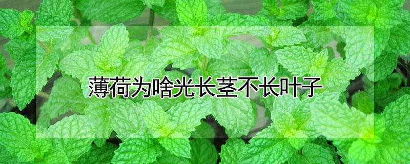 薄荷为啥光长茎不长叶子（薄荷没有叶子能长吗）