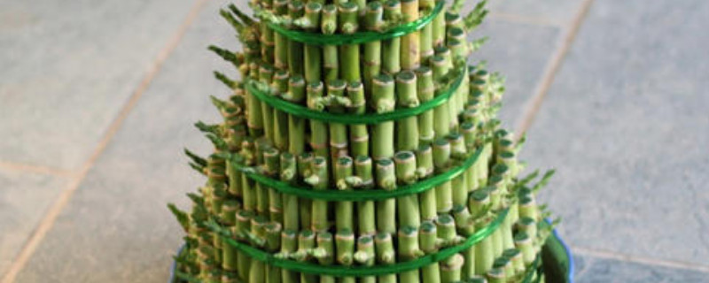 宝塔竹怎么养（水塔竹怎么养）