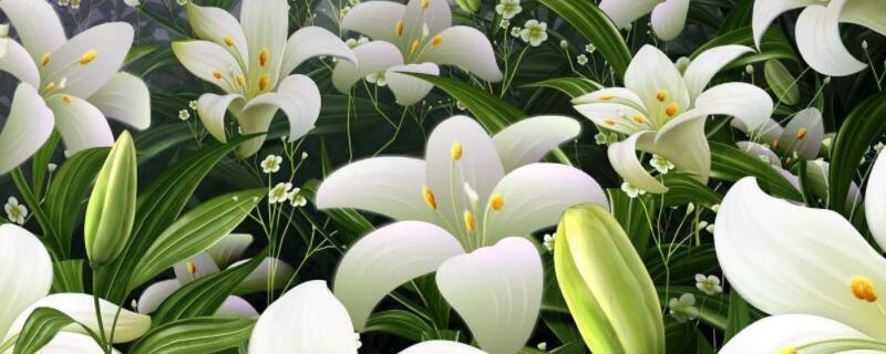 夏季如何养鲜花 夏天养什么鲜切花