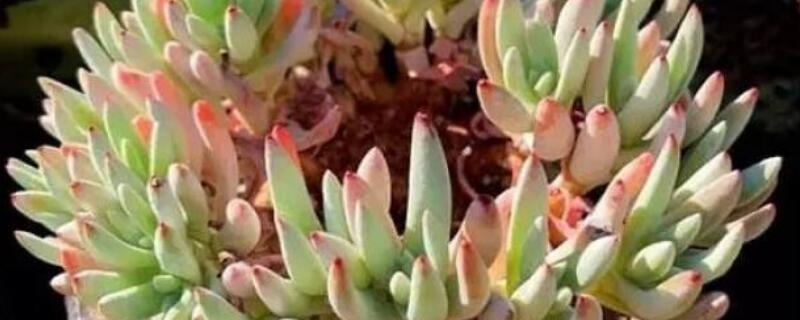 爱杜丽丝怎么服盆 爱杜丽丝夏天不服盆怎么办