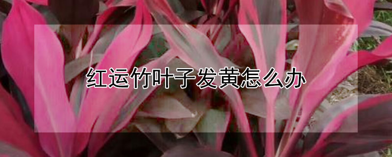 红运竹叶子发黄怎么办 红运竹叶子黄了卷了怎么办