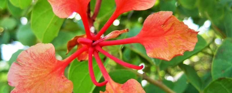 紫荆花树什么时候扦插 紫荆花扦插几年开花