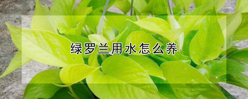 绿罗兰用水怎么养 绿罗兰怎么养殖方法