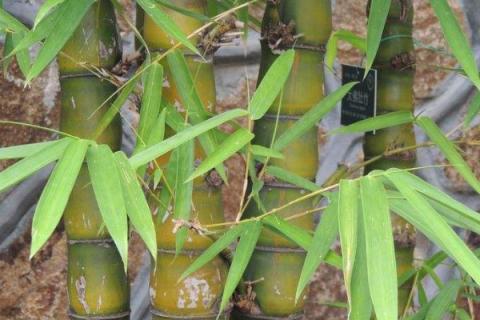 佛肚竹叶子发黄是怎么