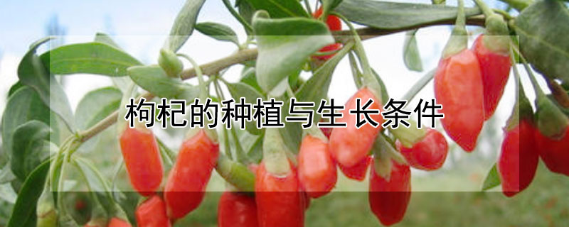 枸杞的种植与生长条件（枸杞叶的种植与生长条件）