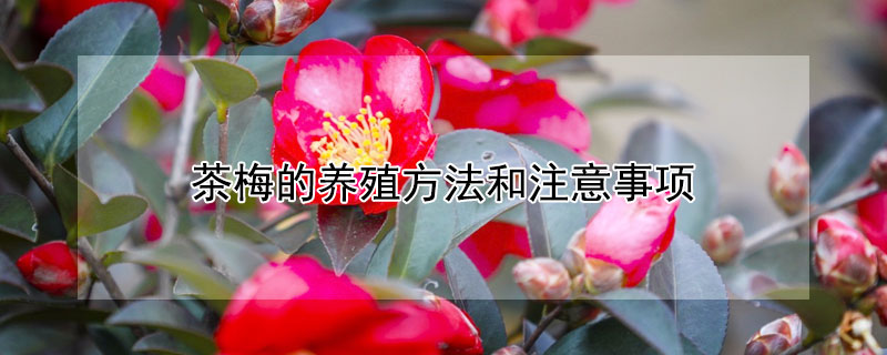 茶梅的养殖方法和注意事项（茶梅的养殖方法和注意事项 盆栽）