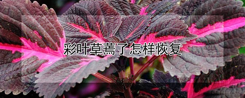 彩叶草蔫了怎样恢复（彩叶草掉叶子怎么回事）