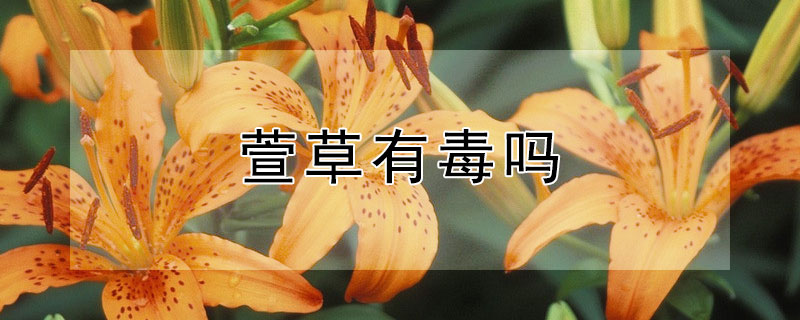 萱草有毒吗 萱草根毒性